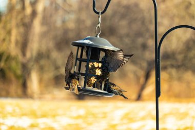 Sığırcık istilası başladı. Bu istilacı kuşlar sürü halinde gelirler ve diğer kuşlar ve hayvanlar için yiyecekleri silip süpürürler. Hayvanlar parlak tüyleri ve benekleri ile oldukça güzeller..