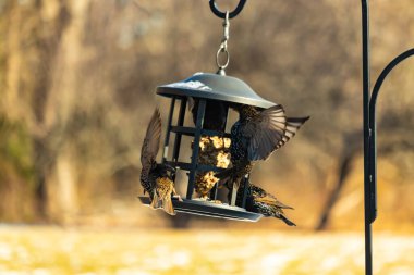 Sığırcık istilası başladı. Bu istilacı kuşlar sürü halinde gelirler ve diğer kuşlar ve hayvanlar için yiyecekleri silip süpürürler. Hayvanlar parlak tüyleri ve benekleri ile oldukça güzeller..