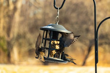 Sığırcık istilası başladı. Bu istilacı kuşlar sürü halinde gelirler ve diğer kuşlar ve hayvanlar için yiyecekleri silip süpürürler. Hayvanlar parlak tüyleri ve benekleri ile oldukça güzeller..