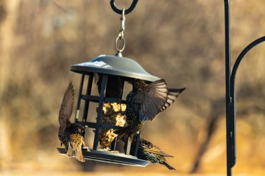 Sığırcık istilası başladı. Bu istilacı kuşlar sürü halinde gelirler ve diğer kuşlar ve hayvanlar için yiyecekleri silip süpürürler. Hayvanlar parlak tüyleri ve benekleri ile oldukça güzeller..