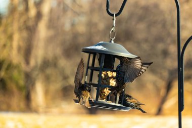 Sığırcık istilası başladı. Bu istilacı kuşlar sürü halinde gelirler ve diğer kuşlar ve hayvanlar için yiyecekleri silip süpürürler. Hayvanlar parlak tüyleri ve benekleri ile oldukça güzeller..