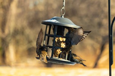 Sığırcık istilası başladı. Bu istilacı kuşlar sürü halinde gelirler ve diğer kuşlar ve hayvanlar için yiyecekleri silip süpürürler. Hayvanlar parlak tüyleri ve benekleri ile oldukça güzeller..