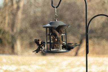 Sığırcık istilası başladı. Bu istilacı kuşlar sürü halinde gelirler ve diğer kuşlar ve hayvanlar için yiyecekleri silip süpürürler. Hayvanlar parlak tüyleri ve benekleri ile oldukça güzeller..