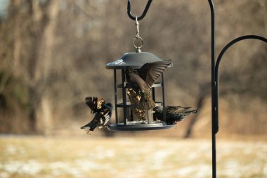 Sığırcık istilası başladı. Bu istilacı kuşlar sürü halinde gelirler ve diğer kuşlar ve hayvanlar için yiyecekleri silip süpürürler. Hayvanlar parlak tüyleri ve benekleri ile oldukça güzeller..