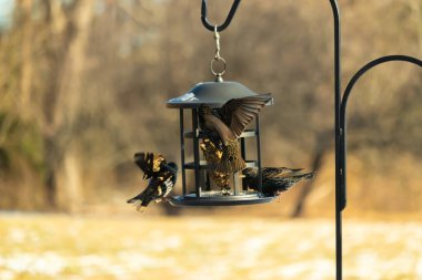 Sığırcık istilası başladı. Bu istilacı kuşlar sürü halinde gelirler ve diğer kuşlar ve hayvanlar için yiyecekleri silip süpürürler. Hayvanlar parlak tüyleri ve benekleri ile oldukça güzeller..