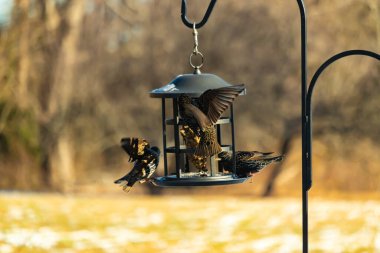 Sığırcık istilası başladı. Bu istilacı kuşlar sürü halinde gelirler ve diğer kuşlar ve hayvanlar için yiyecekleri silip süpürürler. Hayvanlar parlak tüyleri ve benekleri ile oldukça güzeller..