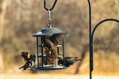 Sığırcık istilası başladı. Bu istilacı kuşlar sürü halinde gelirler ve diğer kuşlar ve hayvanlar için yiyecekleri silip süpürürler. Hayvanlar parlak tüyleri ve benekleri ile oldukça güzeller..