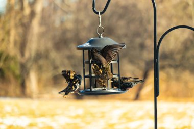 Sığırcık istilası başladı. Bu istilacı kuşlar sürü halinde gelirler ve diğer kuşlar ve hayvanlar için yiyecekleri silip süpürürler. Hayvanlar parlak tüyleri ve benekleri ile oldukça güzeller..