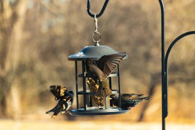 Sığırcık istilası başladı. Bu istilacı kuşlar sürü halinde gelirler ve diğer kuşlar ve hayvanlar için yiyecekleri silip süpürürler. Hayvanlar parlak tüyleri ve benekleri ile oldukça güzeller..