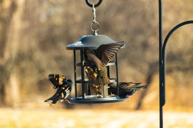 Sığırcık istilası başladı. Bu istilacı kuşlar sürü halinde gelirler ve diğer kuşlar ve hayvanlar için yiyecekleri silip süpürürler. Hayvanlar parlak tüyleri ve benekleri ile oldukça güzeller..