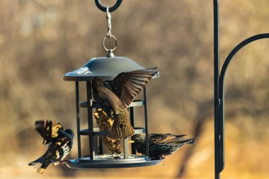 Sığırcık istilası başladı. Bu istilacı kuşlar sürü halinde gelirler ve diğer kuşlar ve hayvanlar için yiyecekleri silip süpürürler. Hayvanlar parlak tüyleri ve benekleri ile oldukça güzeller..
