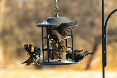 Sığırcık istilası başladı. Bu istilacı kuşlar sürü halinde gelirler ve diğer kuşlar ve hayvanlar için yiyecekleri silip süpürürler. Hayvanlar parlak tüyleri ve benekleri ile oldukça güzeller..