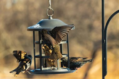 Sığırcık istilası başladı. Bu istilacı kuşlar sürü halinde gelirler ve diğer kuşlar ve hayvanlar için yiyecekleri silip süpürürler. Hayvanlar parlak tüyleri ve benekleri ile oldukça güzeller..