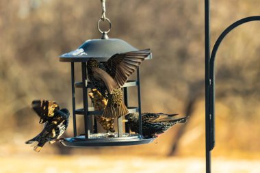 Sığırcık istilası başladı. Bu istilacı kuşlar sürü halinde gelirler ve diğer kuşlar ve hayvanlar için yiyecekleri silip süpürürler. Hayvanlar parlak tüyleri ve benekleri ile oldukça güzeller..