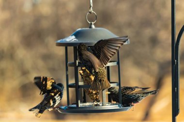 Sığırcık istilası başladı. Bu istilacı kuşlar sürü halinde gelirler ve diğer kuşlar ve hayvanlar için yiyecekleri silip süpürürler. Hayvanlar parlak tüyleri ve benekleri ile oldukça güzeller..