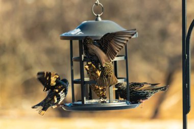 Sığırcık istilası başladı. Bu istilacı kuşlar sürü halinde gelirler ve diğer kuşlar ve hayvanlar için yiyecekleri silip süpürürler. Hayvanlar parlak tüyleri ve benekleri ile oldukça güzeller..