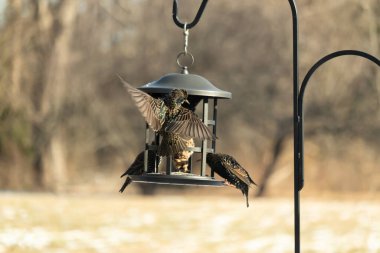 Sığırcık istilası başladı. Bu istilacı kuşlar sürü halinde gelirler ve diğer kuşlar ve hayvanlar için yiyecekleri silip süpürürler. Hayvanlar parlak tüyleri ve benekleri ile oldukça güzeller..