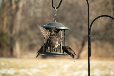 Sığırcık istilası başladı. Bu istilacı kuşlar sürü halinde gelirler ve diğer kuşlar ve hayvanlar için yiyecekleri silip süpürürler. Hayvanlar parlak tüyleri ve benekleri ile oldukça güzeller..