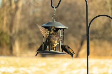 Sığırcık istilası başladı. Bu istilacı kuşlar sürü halinde gelirler ve diğer kuşlar ve hayvanlar için yiyecekleri silip süpürürler. Hayvanlar parlak tüyleri ve benekleri ile oldukça güzeller..