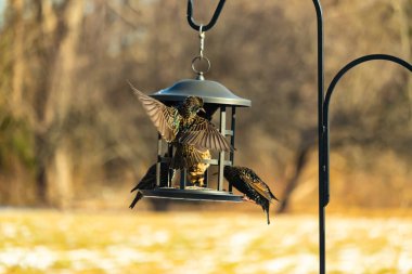 Sığırcık istilası başladı. Bu istilacı kuşlar sürü halinde gelirler ve diğer kuşlar ve hayvanlar için yiyecekleri silip süpürürler. Hayvanlar parlak tüyleri ve benekleri ile oldukça güzeller..