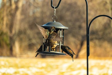 Sığırcık istilası başladı. Bu istilacı kuşlar sürü halinde gelirler ve diğer kuşlar ve hayvanlar için yiyecekleri silip süpürürler. Hayvanlar parlak tüyleri ve benekleri ile oldukça güzeller..