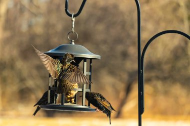 Sığırcık istilası başladı. Bu istilacı kuşlar sürü halinde gelirler ve diğer kuşlar ve hayvanlar için yiyecekleri silip süpürürler. Hayvanlar parlak tüyleri ve benekleri ile oldukça güzeller..