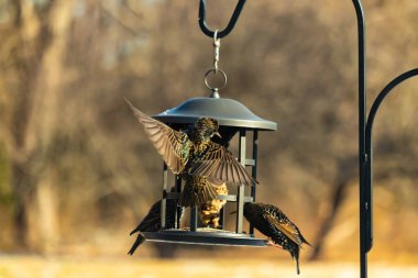 Sığırcık istilası başladı. Bu istilacı kuşlar sürü halinde gelirler ve diğer kuşlar ve hayvanlar için yiyecekleri silip süpürürler. Hayvanlar parlak tüyleri ve benekleri ile oldukça güzeller..