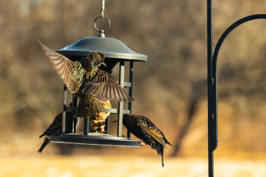 Sığırcık istilası başladı. Bu istilacı kuşlar sürü halinde gelirler ve diğer kuşlar ve hayvanlar için yiyecekleri silip süpürürler. Hayvanlar parlak tüyleri ve benekleri ile oldukça güzeller..