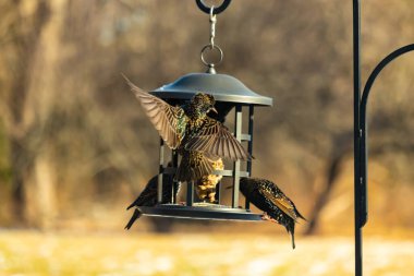 Sığırcık istilası başladı. Bu istilacı kuşlar sürü halinde gelirler ve diğer kuşlar ve hayvanlar için yiyecekleri silip süpürürler. Hayvanlar parlak tüyleri ve benekleri ile oldukça güzeller..