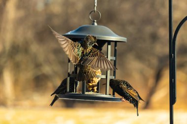 Sığırcık istilası başladı. Bu istilacı kuşlar sürü halinde gelirler ve diğer kuşlar ve hayvanlar için yiyecekleri silip süpürürler. Hayvanlar parlak tüyleri ve benekleri ile oldukça güzeller..