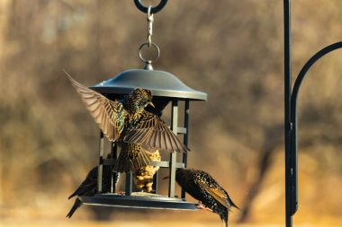 Sığırcık istilası başladı. Bu istilacı kuşlar sürü halinde gelirler ve diğer kuşlar ve hayvanlar için yiyecekleri silip süpürürler. Hayvanlar parlak tüyleri ve benekleri ile oldukça güzeller..