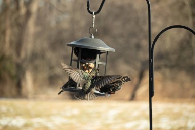 Sığırcık istilası başladı. Bu istilacı kuşlar sürü halinde gelirler ve diğer kuşlar ve hayvanlar için yiyecekleri silip süpürürler. Hayvanlar parlak tüyleri ve benekleri ile oldukça güzeller..