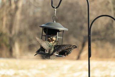 Sığırcık istilası başladı. Bu istilacı kuşlar sürü halinde gelirler ve diğer kuşlar ve hayvanlar için yiyecekleri silip süpürürler. Hayvanlar parlak tüyleri ve benekleri ile oldukça güzeller..