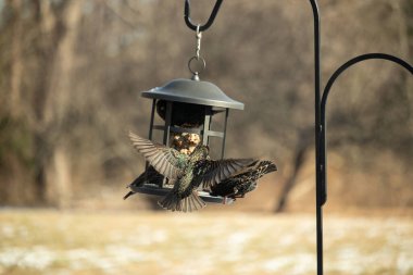 Sığırcık istilası başladı. Bu istilacı kuşlar sürü halinde gelirler ve diğer kuşlar ve hayvanlar için yiyecekleri silip süpürürler. Hayvanlar parlak tüyleri ve benekleri ile oldukça güzeller..