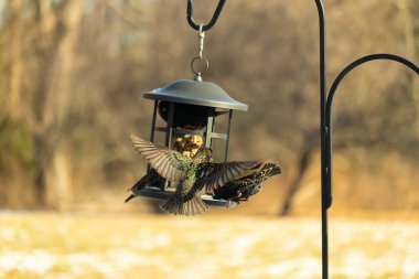 Sığırcık istilası başladı. Bu istilacı kuşlar sürü halinde gelirler ve diğer kuşlar ve hayvanlar için yiyecekleri silip süpürürler. Hayvanlar parlak tüyleri ve benekleri ile oldukça güzeller..