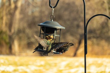 Sığırcık istilası başladı. Bu istilacı kuşlar sürü halinde gelirler ve diğer kuşlar ve hayvanlar için yiyecekleri silip süpürürler. Hayvanlar parlak tüyleri ve benekleri ile oldukça güzeller..