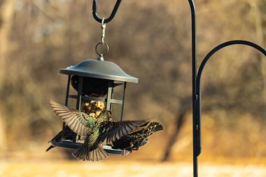 Sığırcık istilası başladı. Bu istilacı kuşlar sürü halinde gelirler ve diğer kuşlar ve hayvanlar için yiyecekleri silip süpürürler. Hayvanlar parlak tüyleri ve benekleri ile oldukça güzeller..
