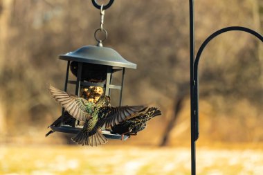 Sığırcık istilası başladı. Bu istilacı kuşlar sürü halinde gelirler ve diğer kuşlar ve hayvanlar için yiyecekleri silip süpürürler. Hayvanlar parlak tüyleri ve benekleri ile oldukça güzeller..
