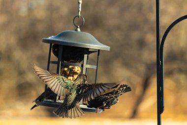 Sığırcık istilası başladı. Bu istilacı kuşlar sürü halinde gelirler ve diğer kuşlar ve hayvanlar için yiyecekleri silip süpürürler. Hayvanlar parlak tüyleri ve benekleri ile oldukça güzeller..