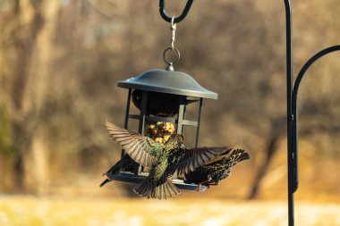 Sığırcık istilası başladı. Bu istilacı kuşlar sürü halinde gelirler ve diğer kuşlar ve hayvanlar için yiyecekleri silip süpürürler. Hayvanlar parlak tüyleri ve benekleri ile oldukça güzeller..
