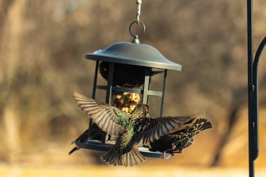 Sığırcık istilası başladı. Bu istilacı kuşlar sürü halinde gelirler ve diğer kuşlar ve hayvanlar için yiyecekleri silip süpürürler. Hayvanlar parlak tüyleri ve benekleri ile oldukça güzeller..
