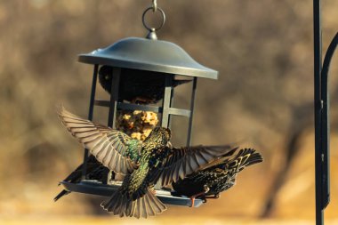 Sığırcık istilası başladı. Bu istilacı kuşlar sürü halinde gelirler ve diğer kuşlar ve hayvanlar için yiyecekleri silip süpürürler. Hayvanlar parlak tüyleri ve benekleri ile oldukça güzeller..