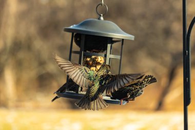 Sığırcık istilası başladı. Bu istilacı kuşlar sürü halinde gelirler ve diğer kuşlar ve hayvanlar için yiyecekleri silip süpürürler. Hayvanlar parlak tüyleri ve benekleri ile oldukça güzeller..