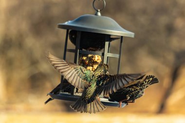 Sığırcık istilası başladı. Bu istilacı kuşlar sürü halinde gelirler ve diğer kuşlar ve hayvanlar için yiyecekleri silip süpürürler. Hayvanlar parlak tüyleri ve benekleri ile oldukça güzeller..