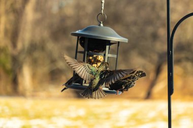 Sığırcık istilası başladı. Bu istilacı kuşlar sürü halinde gelirler ve diğer kuşlar ve hayvanlar için yiyecekleri silip süpürürler. Hayvanlar parlak tüyleri ve benekleri ile oldukça güzeller..