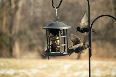 Sığırcık istilası başladı. Bu istilacı kuşlar sürü halinde gelirler ve diğer kuşlar ve hayvanlar için yiyecekleri silip süpürürler. Hayvanlar parlak tüyleri ve benekleri ile oldukça güzeller..