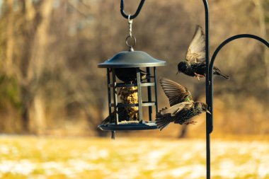 Sığırcık istilası başladı. Bu istilacı kuşlar sürü halinde gelirler ve diğer kuşlar ve hayvanlar için yiyecekleri silip süpürürler. Hayvanlar parlak tüyleri ve benekleri ile oldukça güzeller..