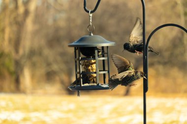 Sığırcık istilası başladı. Bu istilacı kuşlar sürü halinde gelirler ve diğer kuşlar ve hayvanlar için yiyecekleri silip süpürürler. Hayvanlar parlak tüyleri ve benekleri ile oldukça güzeller..