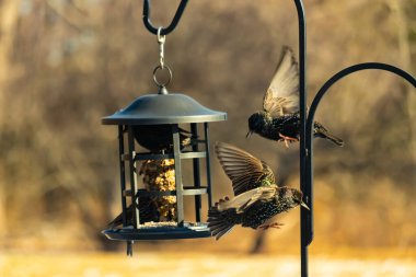 Sığırcık istilası başladı. Bu istilacı kuşlar sürü halinde gelirler ve diğer kuşlar ve hayvanlar için yiyecekleri silip süpürürler. Hayvanlar parlak tüyleri ve benekleri ile oldukça güzeller..