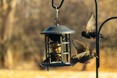 Sığırcık istilası başladı. Bu istilacı kuşlar sürü halinde gelirler ve diğer kuşlar ve hayvanlar için yiyecekleri silip süpürürler. Hayvanlar parlak tüyleri ve benekleri ile oldukça güzeller..